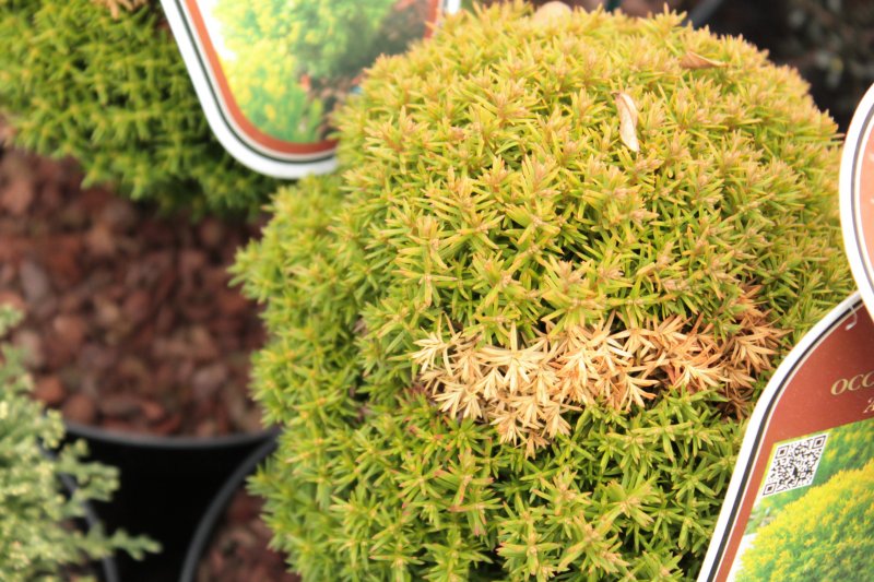 Криптомерия globosa Nana