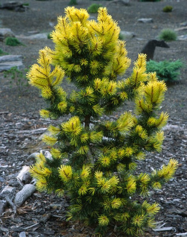 Сосна Массона (Pinus massoniana)