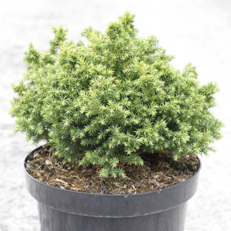 Криптомерия японская vilmoriniana