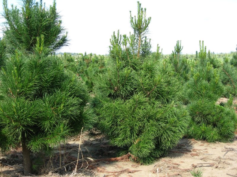 Pinus contorta