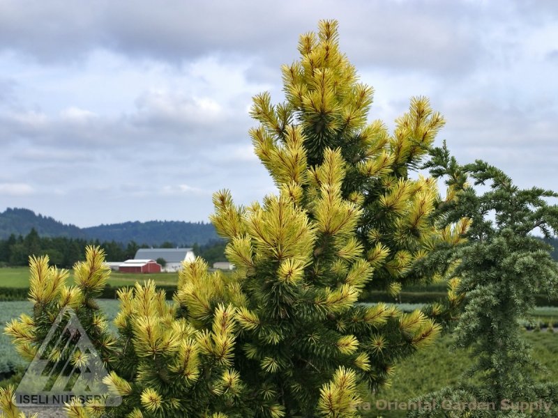 Pinus contorta