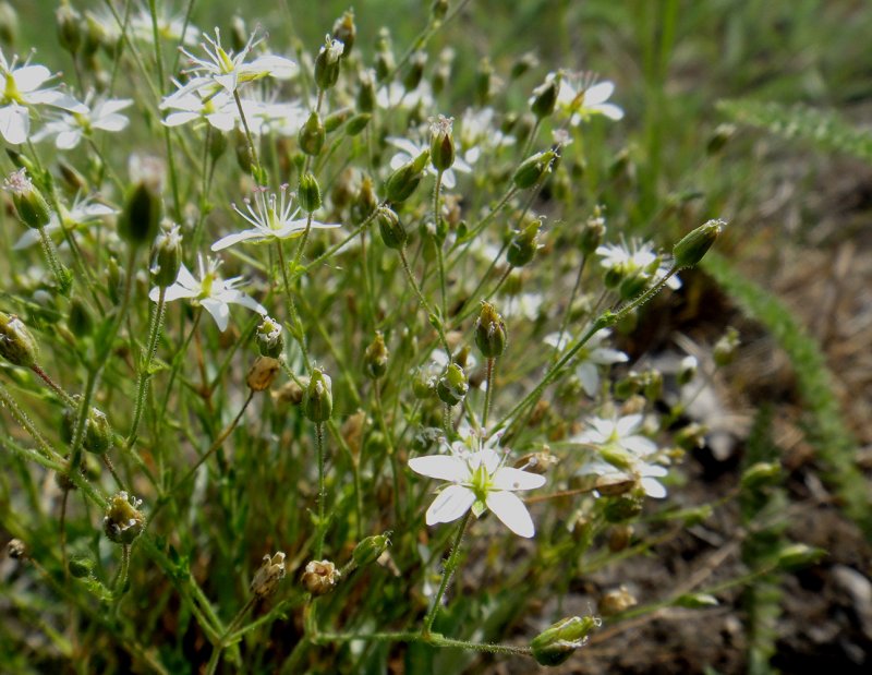 Minuartia Verna Минуарция Весенняя