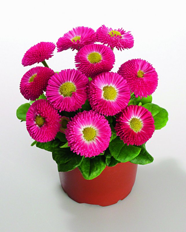 Маргаритка Tasso Deep Rose