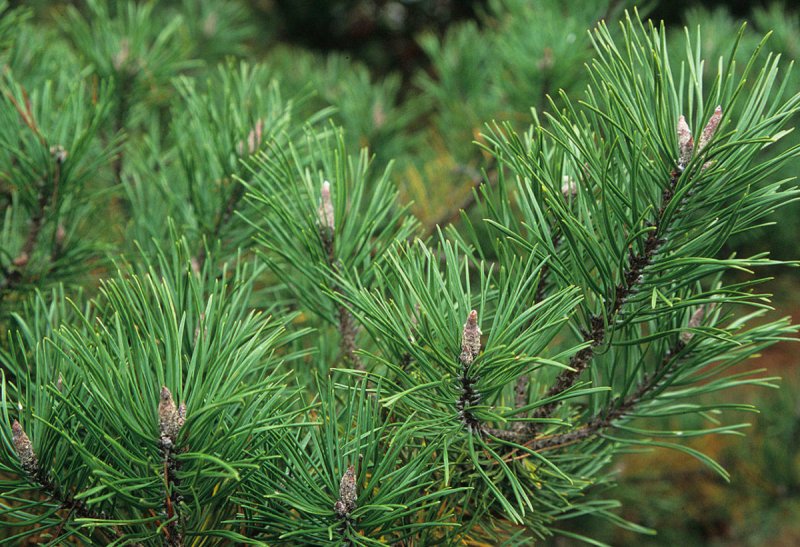 Pinus contorta murrayana