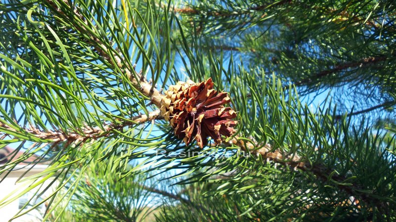 Сосна Pinus contorta