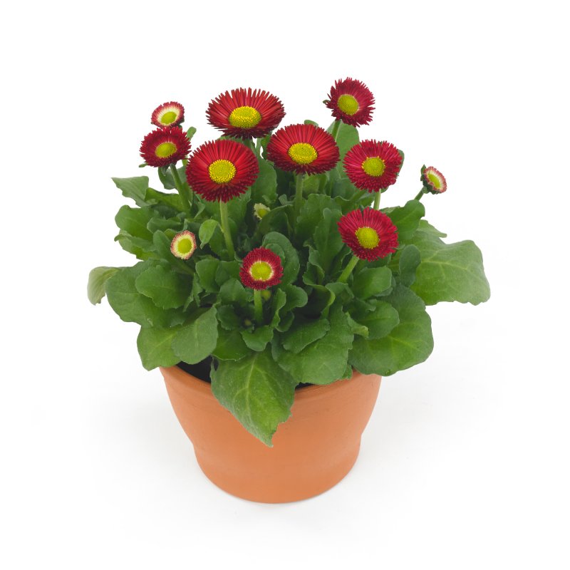 Маргаритка Bellis BELLADAISY Red