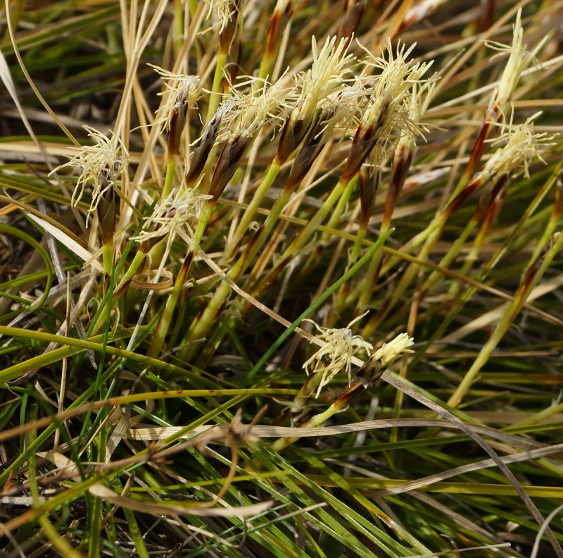 Осока Carex humilis