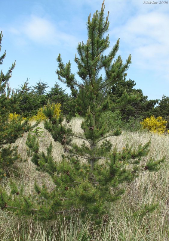 Pinus contorta