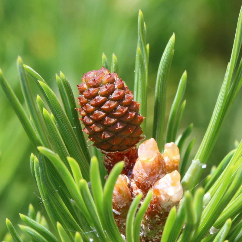 Pinus murrayana