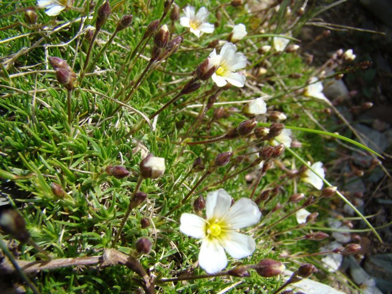 Eremogone saxatilis