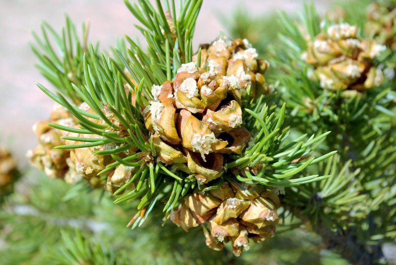 Pinus contorta шишки