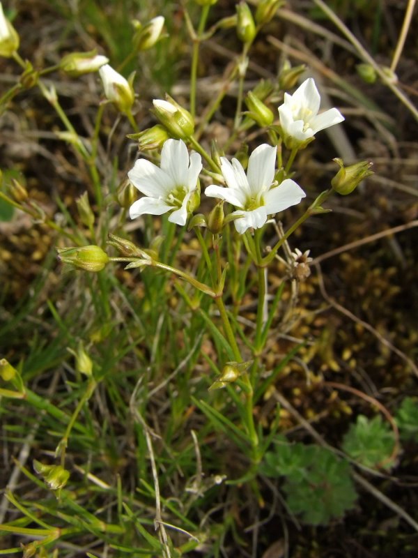 Arenaria capillaris Poir.