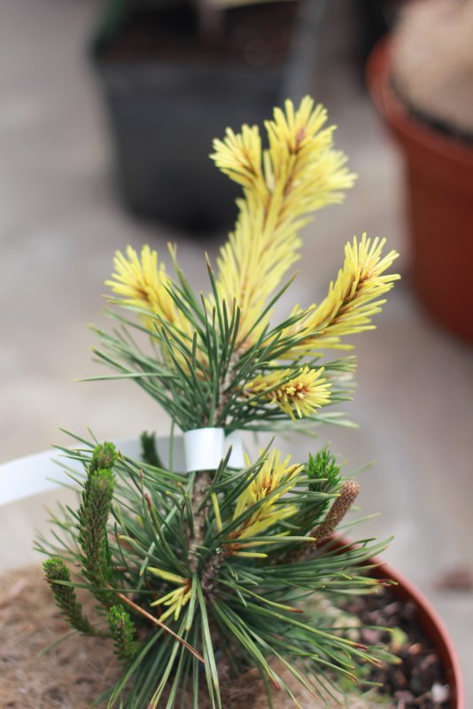 Сосна скрученная-широкохвойная Pinus contorta