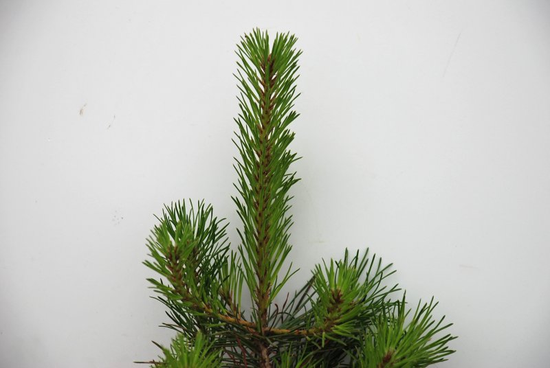 Pinus contorta