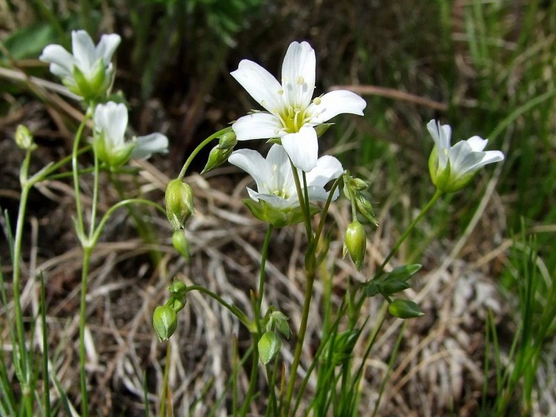 Arenaria capillaris Poir.