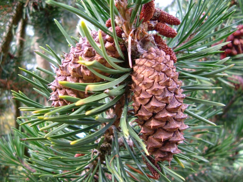 Pinus contorta