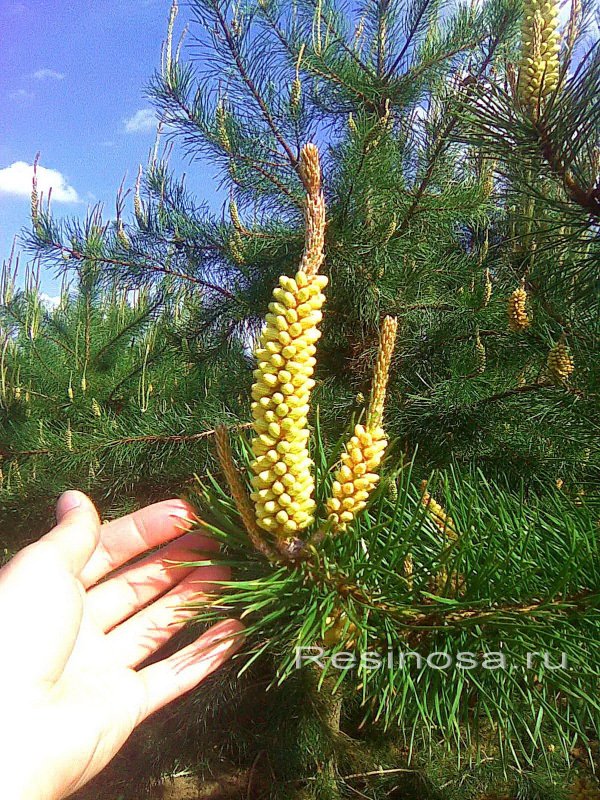 Сосна скрученная в лесу