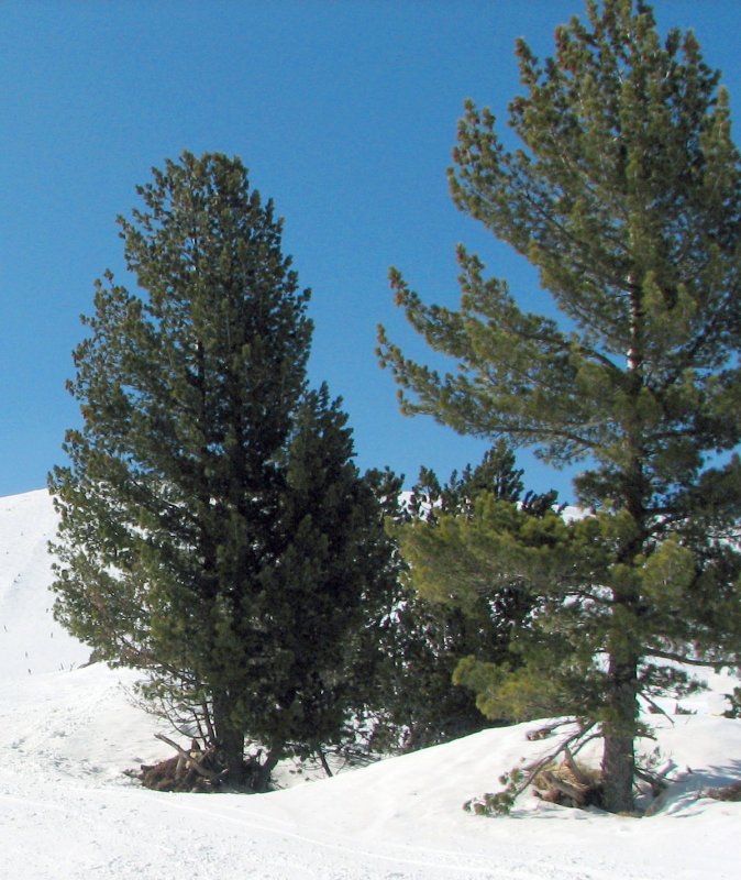 Pinus contorta Krnak