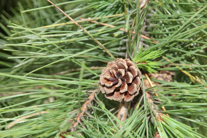 Pine dellsутес