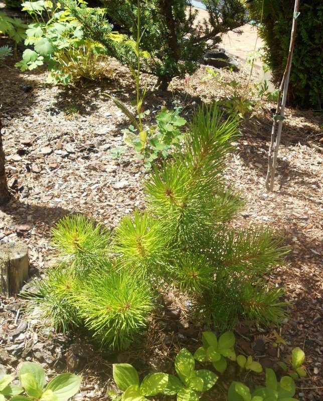 Сосна скрученная Pinus contorta Spaan's Dwarf