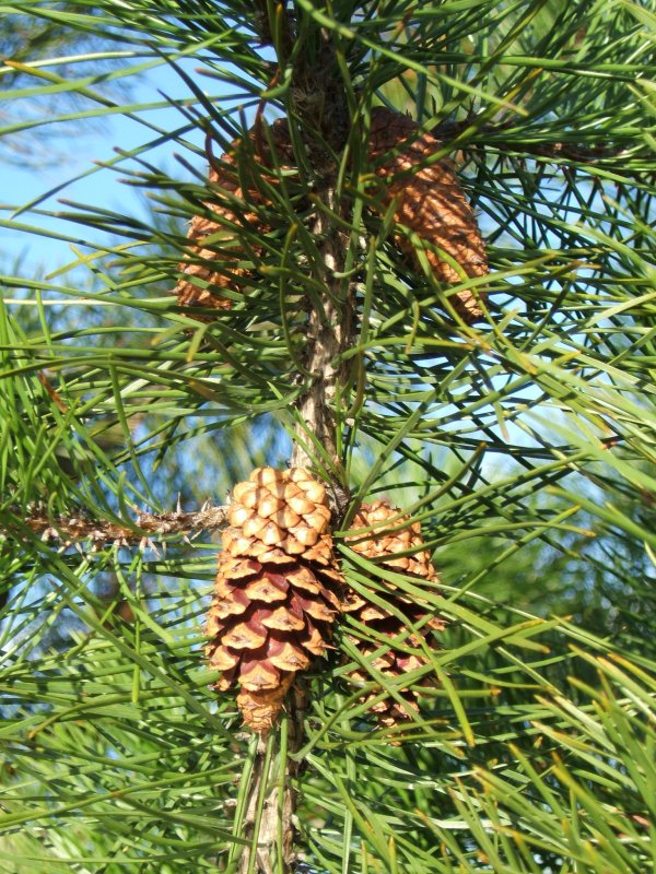Pinus contorta Cones