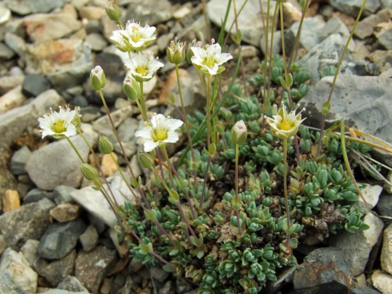 Минуа́рция очитковидная (Minuartia sedoides) .