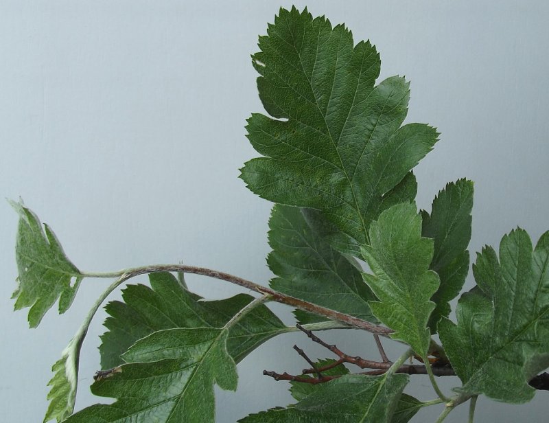 Sorbus Intermedia листья
