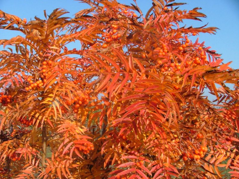 Рябина "Додонг" Sorbus 'Dodong
