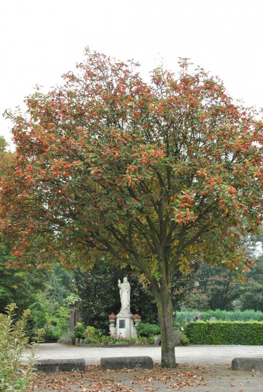 Рябина Тюрингская «Фастигиата» (Sorbus thuringiaca ‘Fastigiata’)