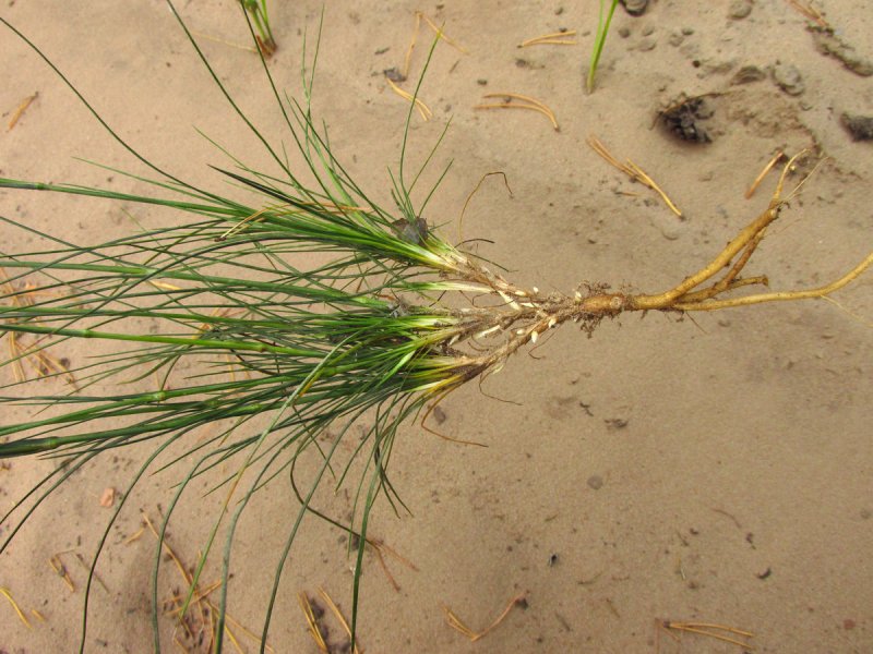 Eremogone saxatilis
