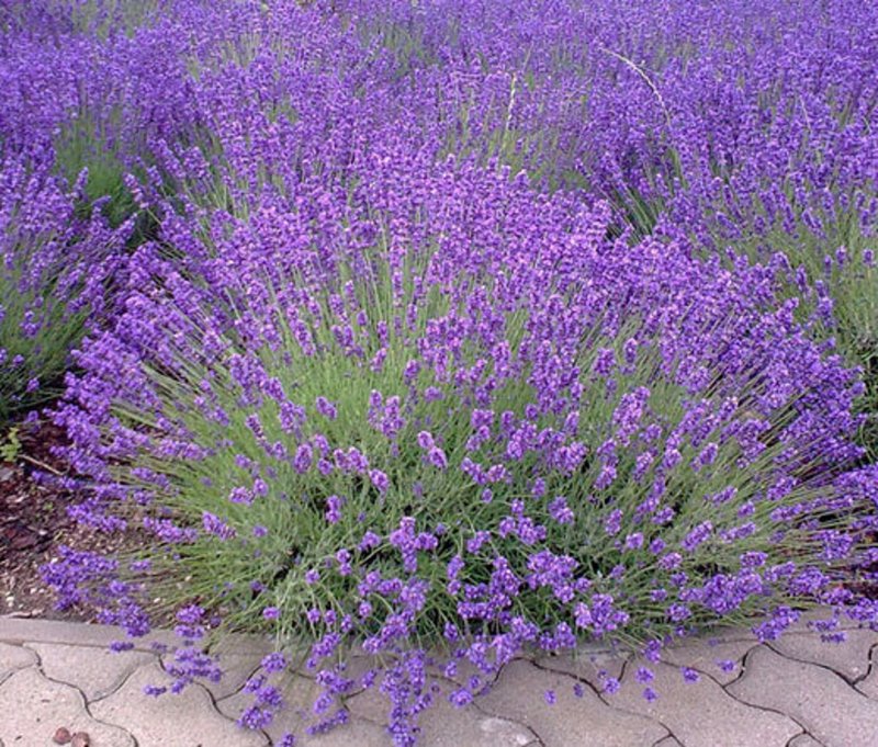 Лаванда Lavandula Vera