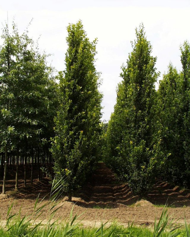 Дуб черешчатый Quercus Robur 'Fastigiata'