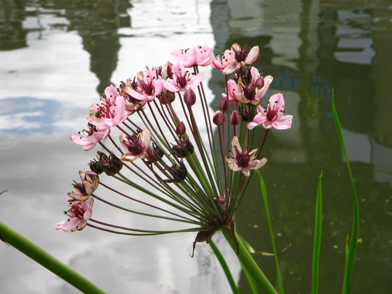 Butomus umbellatus