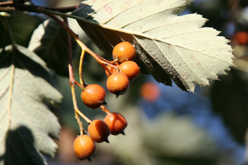 Sorbus Intermedia