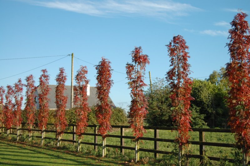 Sorbus aucuparia autumn Spire
