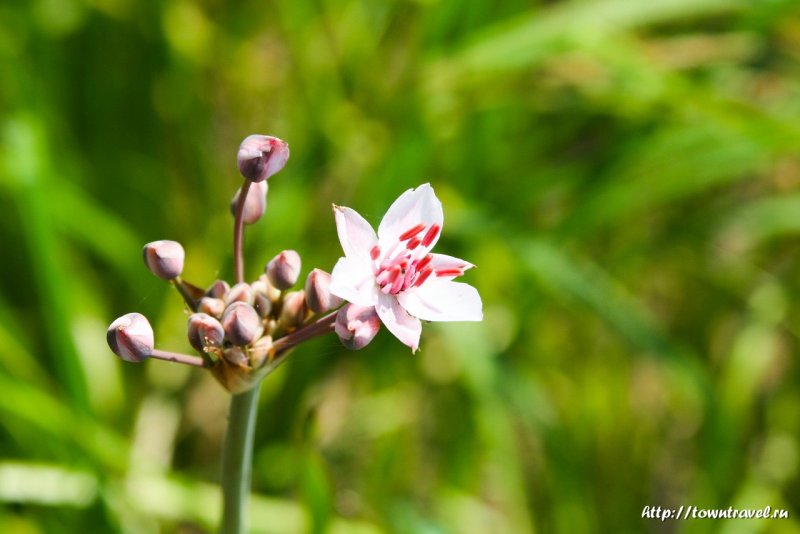 Сусак зонтичный Bútomus umbellátus