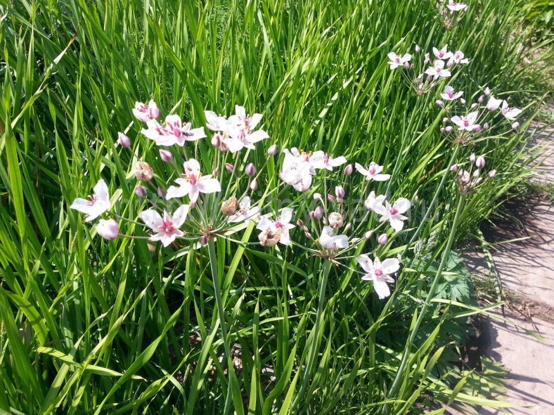 Сусак зонтичный (Butomus umbellatus)
