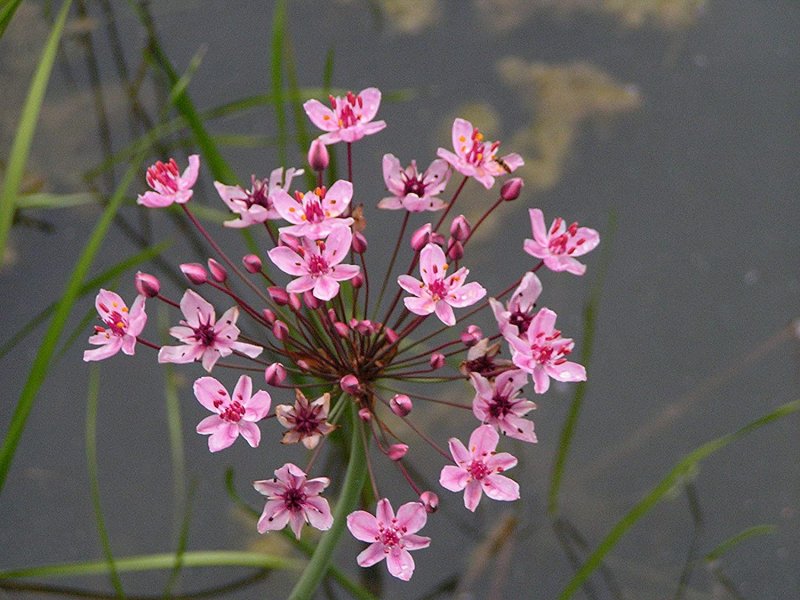 Сусак Butomus umbellatus