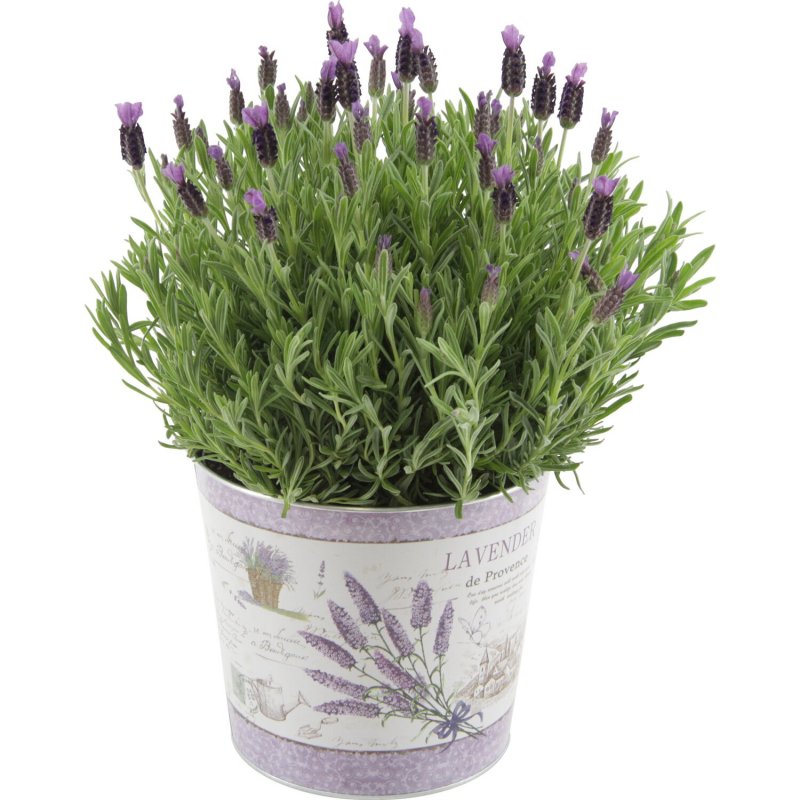 Лаванда Lavandula Silver Anouk