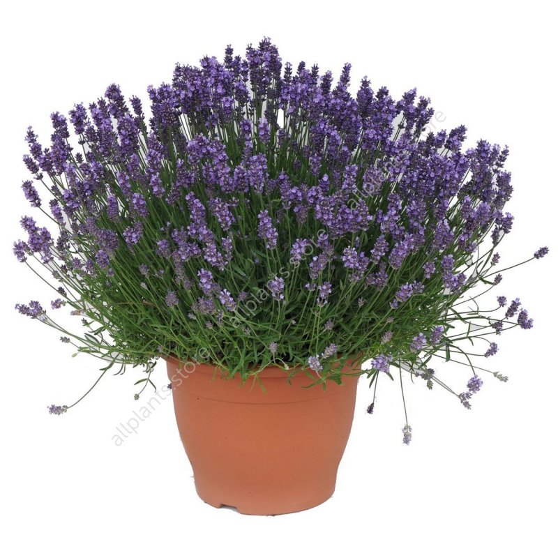 Лаванда Ангустифолия