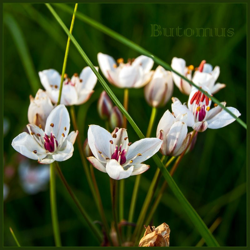Butomus umbellatus цветок