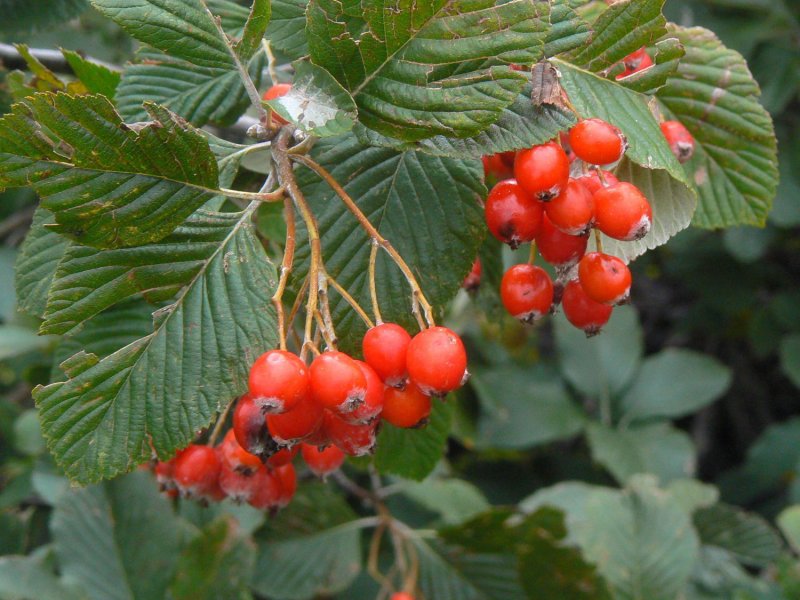 Рябина мучнистая (Sorbus Aria)