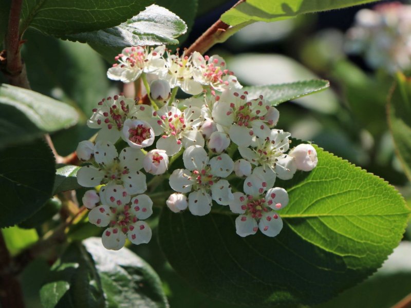 Aronia melanocarpa 'uconnam165