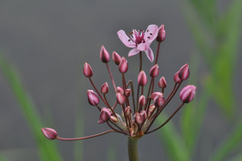 Сусак Butomus umbellatus