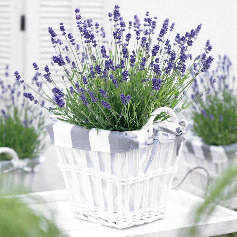 Лаванда Lavandula Purple Violet