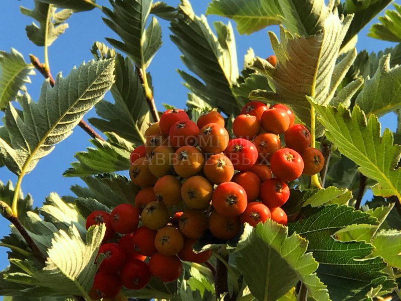 Рябина интермедиа Sorbus Intermedia осенняя окраска