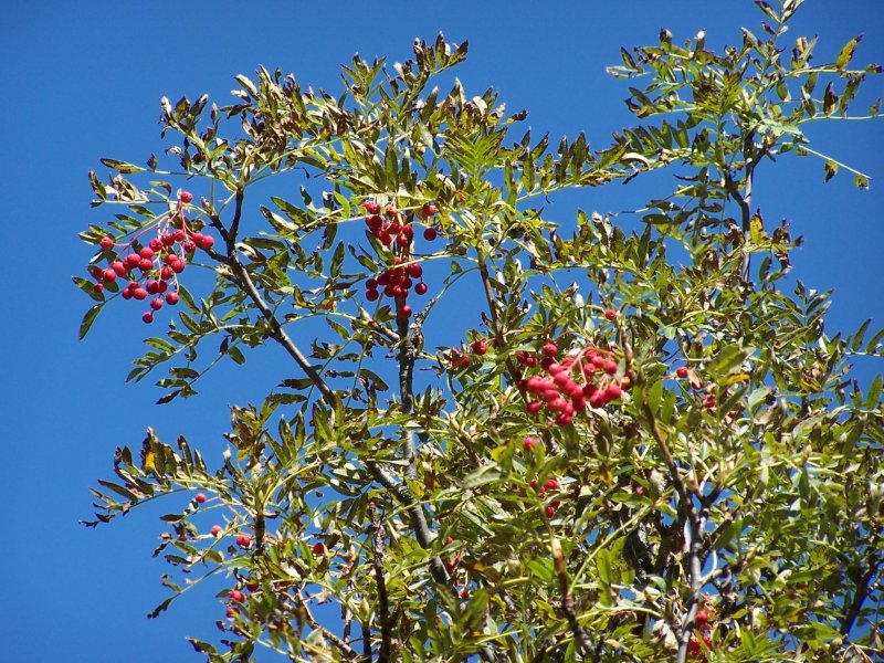 Рябина промежуточная (шведская) (Sorbus Intermedia)