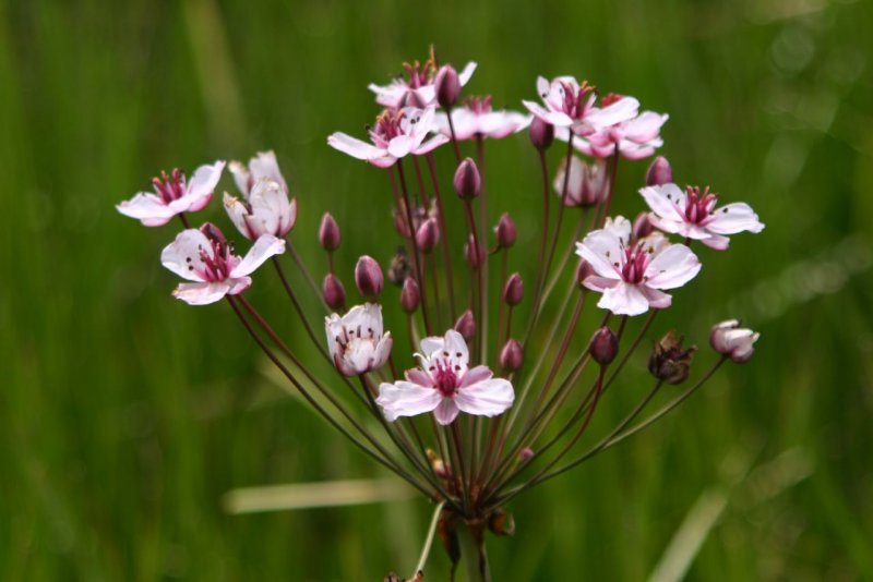 Сусак (Butomus)