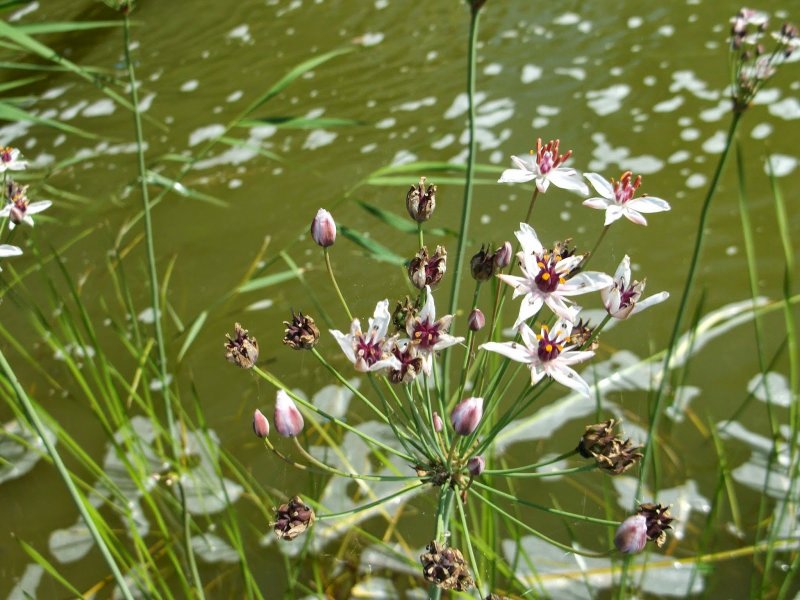 Сусак зонтичный Bútomus umbellátus