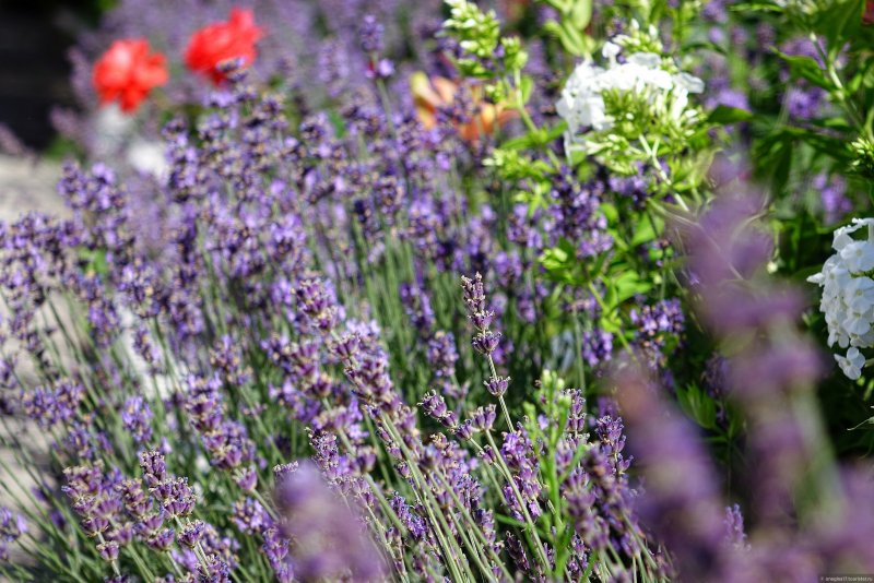 Лаванда узколистная Munstead Lavandula angustifolia Munstead